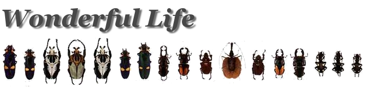 Wonderful Life